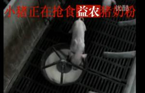 猪奶粉